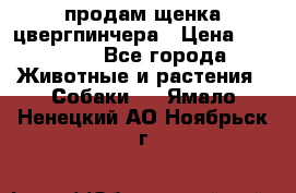 продам щенка цвергпинчера › Цена ­ 15 000 - Все города Животные и растения » Собаки   . Ямало-Ненецкий АО,Ноябрьск г.